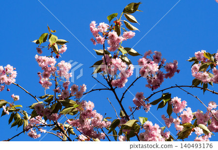 Beautiful sakura branches blooming with pink cherry blossoms against clear blue sky. Bright flowers on sunny spring day. Perfect template for hanami themed projects. Beautiful sakura branches blooming with pink cherry blossoms against clear blue sky. Bright flowers on sunny spring day. Perfect template for hanami themed projects. 140493176