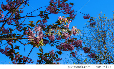 Beautiful blooming sakura tree branches filled with pink flowers in spring. Scenic Japanese cherry blossom on a bright blue sky background. Perfect template for your projects. Beautiful blooming sakura tree branches filled with pink flowers in spring. Scenic Japanese cherry blossom on a bright blue sky background. Perfect template for your projects. 140493177