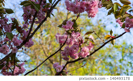 Close-up of blooming sakura tree branches with lush pink flowers in spring. Beautiful Japanese cherry blossom on blurred green park background. Close-up of blooming sakura tree branches with lush pink flowers in spring. Beautiful Japanese cherry blossom on blurred green park background. 140493178