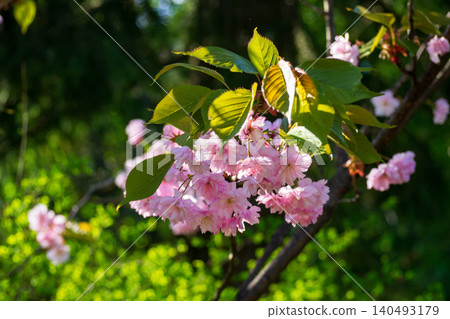 Close-up of sakura branch blooming with pink cherry blossoms. Beautiful flowers and green leaves in spring garden. Perfect template for your projects. Close-up of sakura branch blooming with pink cherry blossoms. Beautiful flowers and green leaves in spring garden. Perfect template for your projects. 140493179
