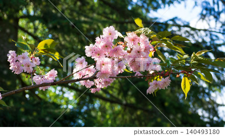 Beautiful sakura branch blooming with pink cherry blossoms in the park. Lush flowers and green leaves on sunny spring day. Perfect template for hanami themed projects. Beautiful sakura branch blooming with pink cherry blossoms in the park. Lush flowers and green leaves on sunny spring day. Perfect template for hanami themed projects. 140493180