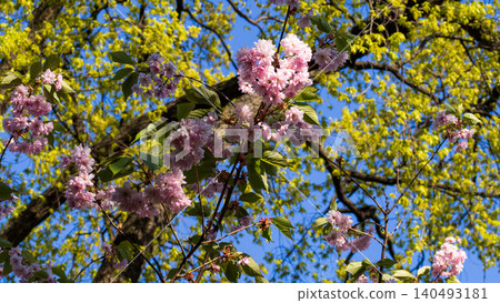Blooming sakura tree branches with lush pink flowers in spring. Beautiful Japanese cherry blossom against blue sky. Perfect template for your projects. 140493181