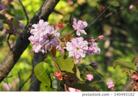 Beautiful sakura branch blooming with delicate pink cherry blossoms in garden. Lush flowers and green leaves on sunny spring day. Perfect template for your projects. Beautiful sakura branch blooming with delicate pink cherry blossoms in garden. Lush flowers and green leaves on sunny spring day. Perfect template for your projects. 140493182