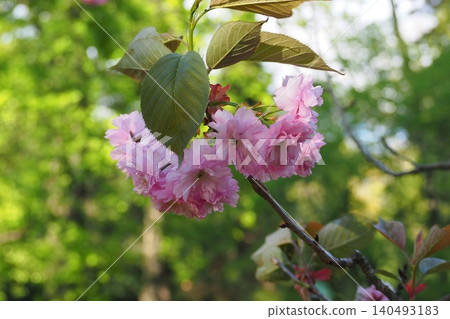 Beautiful sakura branch blooming with delicate pink cherry blossoms in garden. Lush flowers and green leaves on blurred green background. Perfect template for your projects. Beautiful sakura branch blooming with delicate pink cherry blossoms in garden. Lush flowers and green leaves on blurred green background. Perfect template for your projects. 140493183