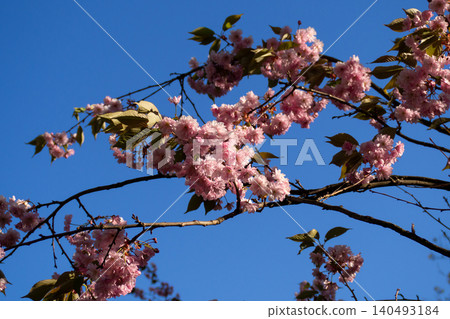 Beautiful spring branches of sakura, laden with pink blossoms. Scenic Japanese cherry blossom on bright blue sky background. Perfect template for your projects. Beautiful spring branches of sakura, laden with pink blossoms. Scenic Japanese cherry blossom on bright blue sky background. Perfect template for your projects. 140493184