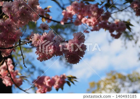 Lovely spring branches of sakura, laden with pink blossoms. Beautiful Japanese cherry blossom on bright sky background. Perfect template for your projects. Lovely spring branches of sakura, laden with pink blossoms. Beautiful Japanese cherry blossom on bright sky background. Perfect template for your projects. 140493185