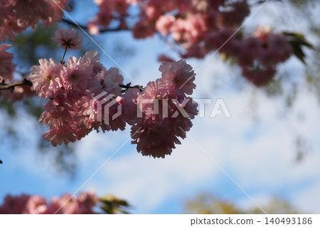 Scenic spring branches of Sakura tree, laden with pink blossoms. Beautiful Japanese cherry blossom on blurred sky background. Perfect template for your projects. 140493186