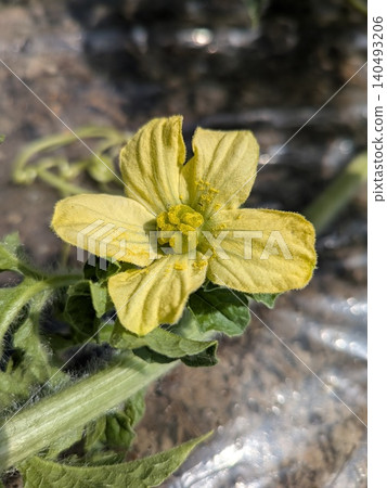 西瓜花 西瓜花 140493206