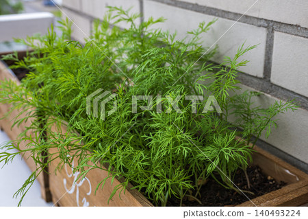 Fresh green dill herbs growing in wooden planter box on apartment balcony garden with brick wall background Fresh green dill herbs growing in wooden planter box on apartment balcony garden with brick wall background 140493224