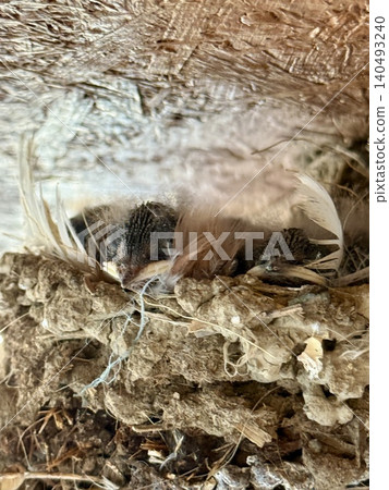 A close-up shot of swallow chicks in a nest. Baby birds sleeping in a nest. A close-up shot of swallow chicks in a nest. Baby birds sleeping in a nest. 140493240