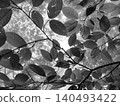 Young beech leaves in a forest shrouded in mist Young beech leaves in a forest shrouded in mist 140493422