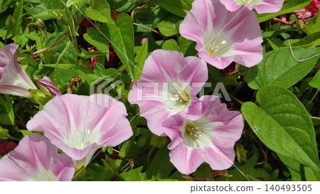 旋花植物花 旋花植物花 140493505