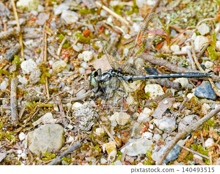 日本特有種,Gomphidae 科,*Oguma-sanae*(雄性) 日本特有種,Gomphidae 科,*Oguma-sanae*(雄性) 140493515