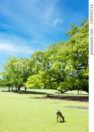奈良公園初夏:飛火野清新的綠意 奈良公園初夏:飛火野清新的綠意 140493518