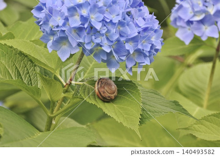 Hydrangea and a snail Hydrangea and a snail 140493582