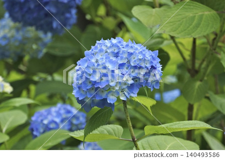 Blue hydrangea Blue hydrangea 140493586