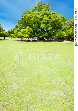 奈良公園初夏:飛火野清新的綠意 奈良公園初夏:飛火野清新的綠意 140493599