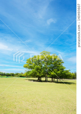 Early summer in Nara Park: The fresh greenery of Tobihino Early summer in Nara Park: The fresh greenery of Tobihino 140493607