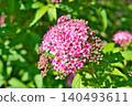 Pink spirea flowers (spring, May) 140493611
