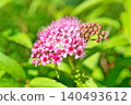 Pink spirea flowers (spring, May) 140493612