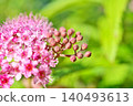 Pink spirea flowers (spring, May) 140493613