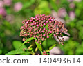 Spiraea buds (spring, May) 140493614