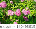 Pink spirea flowers (spring, May) 140493615