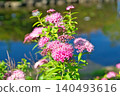 Spiraea buds and pink flowers (Spring, May) 140493616
