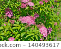 Pink spirea flowers (spring, May) 140493617