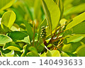 Green, still unripe Magnolia grandiflora berries (Spring, May) 140493633