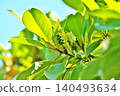 Green, still unripe Magnolia grandiflora berries (Spring, May) 140493634