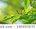Green, still unripe Magnolia grandiflora berries (Spring, May) 140493635