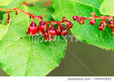 夏霧、杜鵑花科、越橘屬的花 夏霧、杜鵑花科、越橘屬的花 140493693