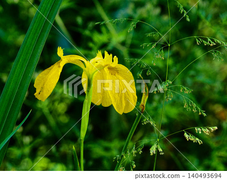 歸化植物,黃菖蒲,盛開 歸化植物,黃菖蒲,盛開 140493694