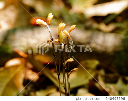 Mycoheterotrophic plant, Orchidaceae, blooming of the Pale-green Orchid Mycoheterotrophic plant, Orchidaceae, blooming of the Pale-green Orchid 140493696
