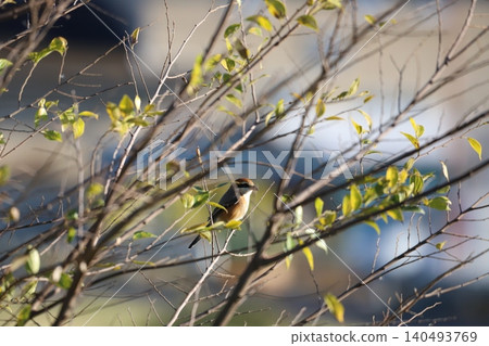 Shrike perching on a branch 140493769