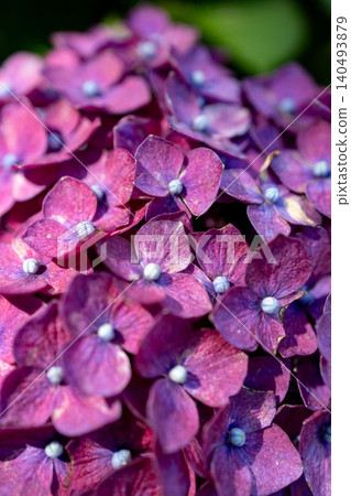hydrangea hydrangea 140493879