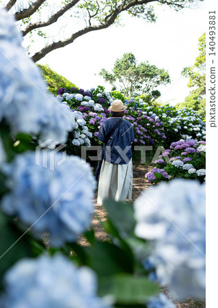 hydrangea hydrangea 140493881