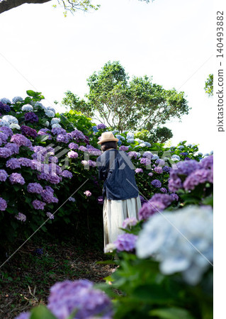 hydrangea   140493882