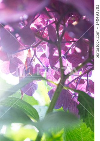 hydrangea hydrangea 140493883
