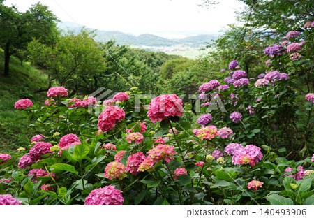 Hydrangeas in full bloom during a break in the rainy season: A scene from the plum grove on Mount Tsukuba. Hydrangeas in full bloom during a break in the rainy season: A scene from the plum grove on Mount Tsukuba. 140493906