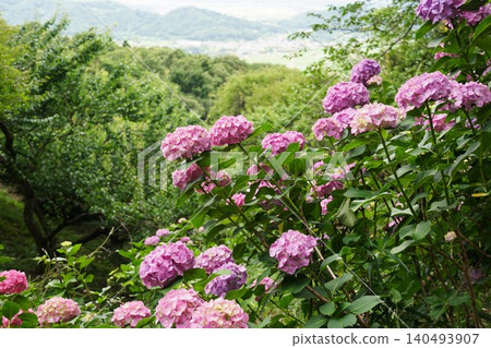 Hydrangeas in full bloom during a break in the rainy season: A scene from the plum grove on Mount Tsukuba. Hydrangeas in full bloom during a break in the rainy season: A scene from the plum grove on Mount Tsukuba. 140493907