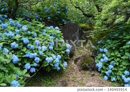 雨季間歇,繡球花盛開:筑波山梅樹林景色。 雨季間歇,繡球花盛開:筑波山梅樹林景色。 140493914