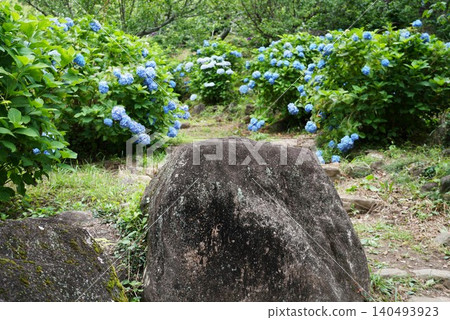 雨季間歇，繡球花盛開：筑波山梅樹林景色。 140493923