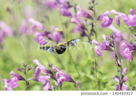 A bumblebee collects nectar from pink flowers, basking in the early summer sunlight. A bumblebee collects nectar from pink flowers, basking in the early summer sunlight. 140493927