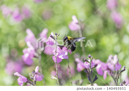 A bumblebee collects nectar from pink flowers, basking in the early summer sunlight. A bumblebee collects nectar from pink flowers, basking in the early summer sunlight. 140493931