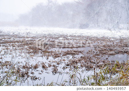 A winter landscape of wetlands and withered grass in a blizzard. 140493957
