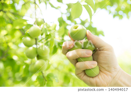 Plum harvesting work Plum harvesting work 140494017