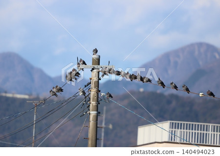 一隻岩鴿棲息在電線和山脈上 一隻岩鴿棲息在電線和山脈上 140494023