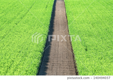 Neatly maintained farmland and field paths (image of a path) Neatly maintained farmland and field paths (image of a path) 140494037